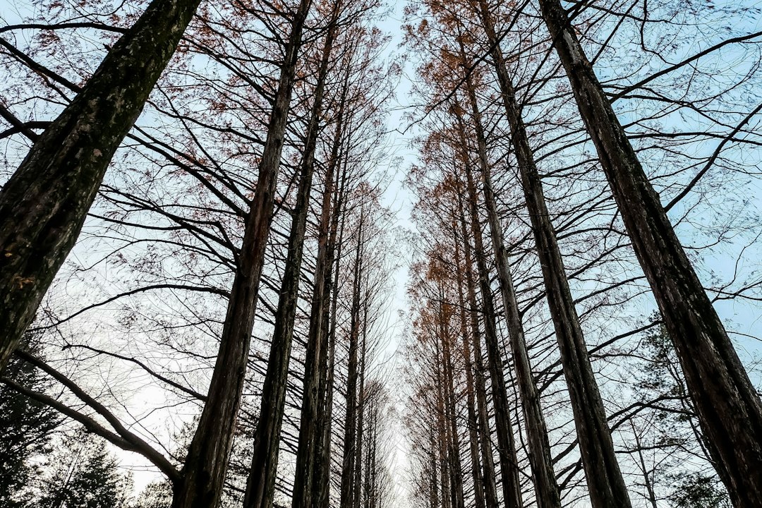 Tall metasequoia trees lining the Metasequoia Road on Nami Island, photographed in winter with bare branches